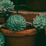 resized_35_api